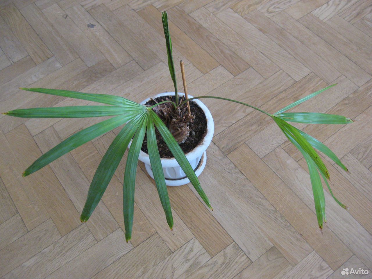 пальма из финика в домашних условиях фото