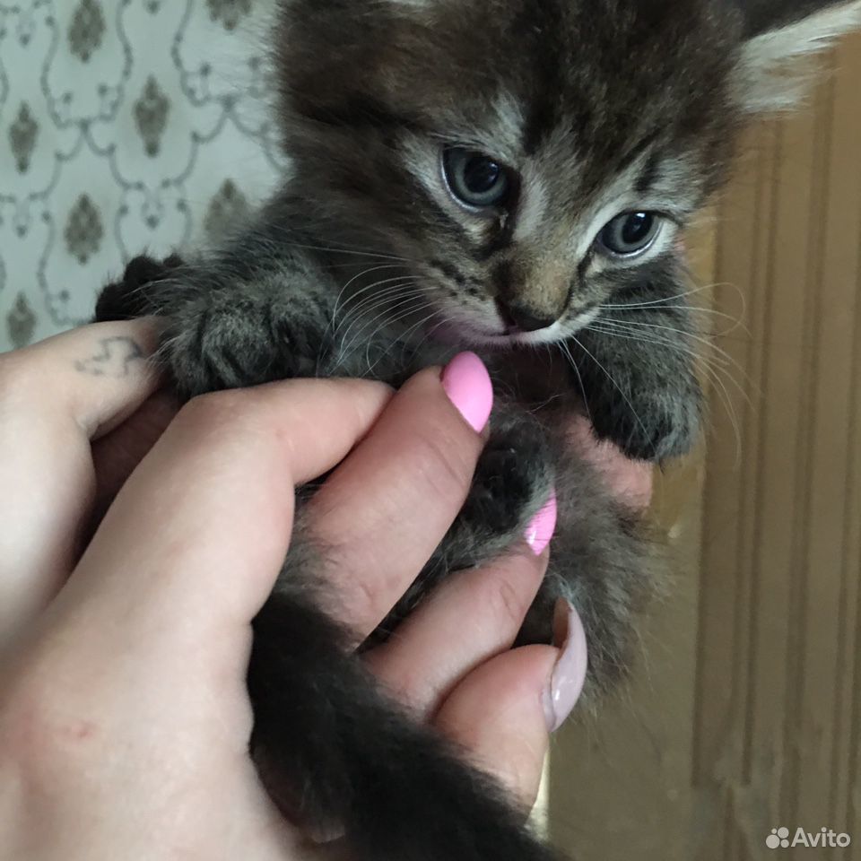 Отдадим котят в хорошие,добрые руки купить на Зозу.ру - фотография № 3