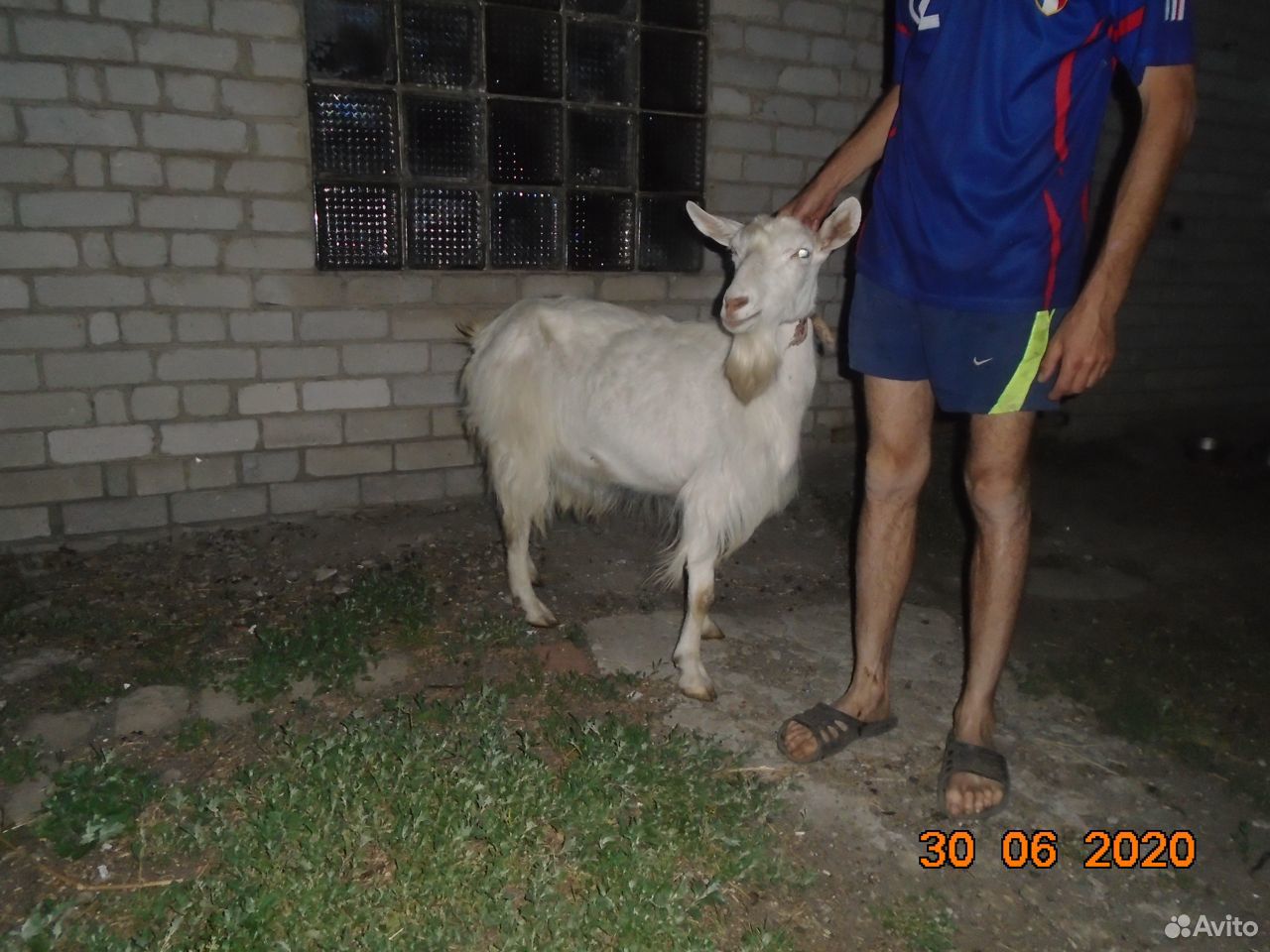 Продам козу дойной породы купить на Зозу.ру - фотография № 2