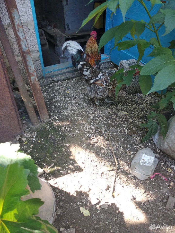 Цыплята декоративной породы курей купить на Зозу.ру - фотография № 2