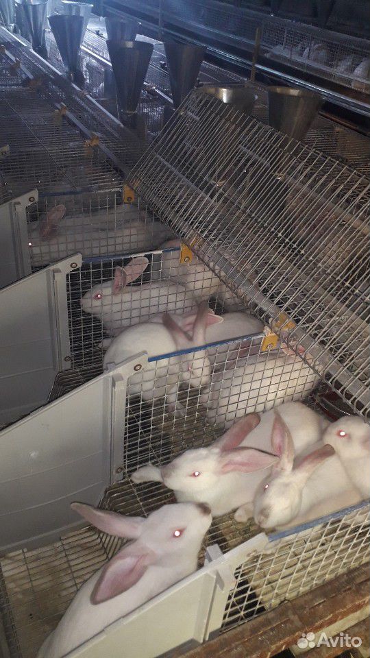 Кролики hycole и hyplus (Франция) купить на Зозу.ру - фотография № 6