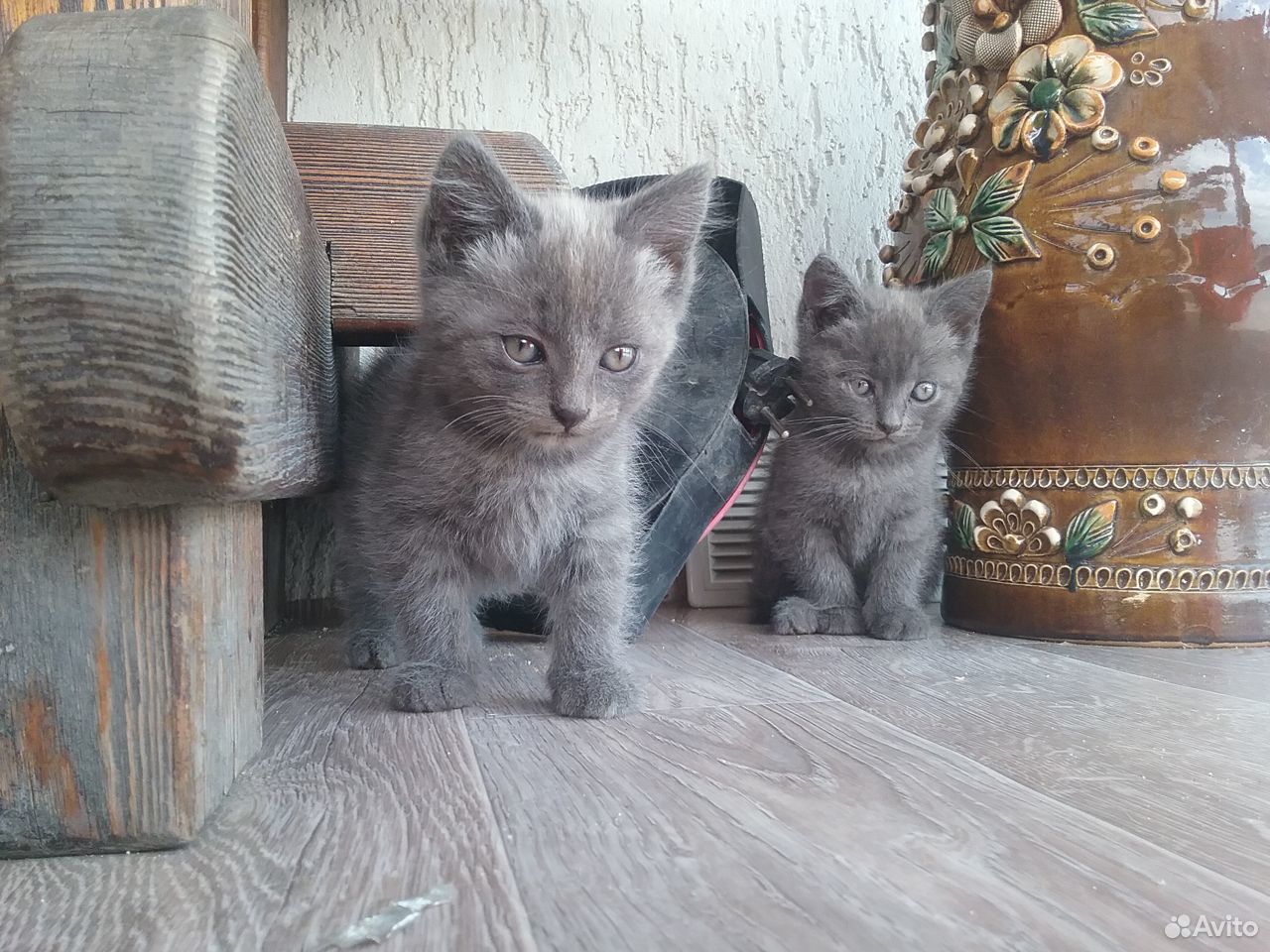 Три котенка, в добрые руки купить на Зозу.ру - фотография № 4