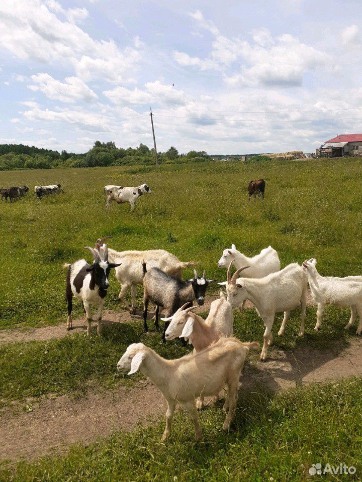 Стадо коз купить на Зозу.ру - фотография № 1