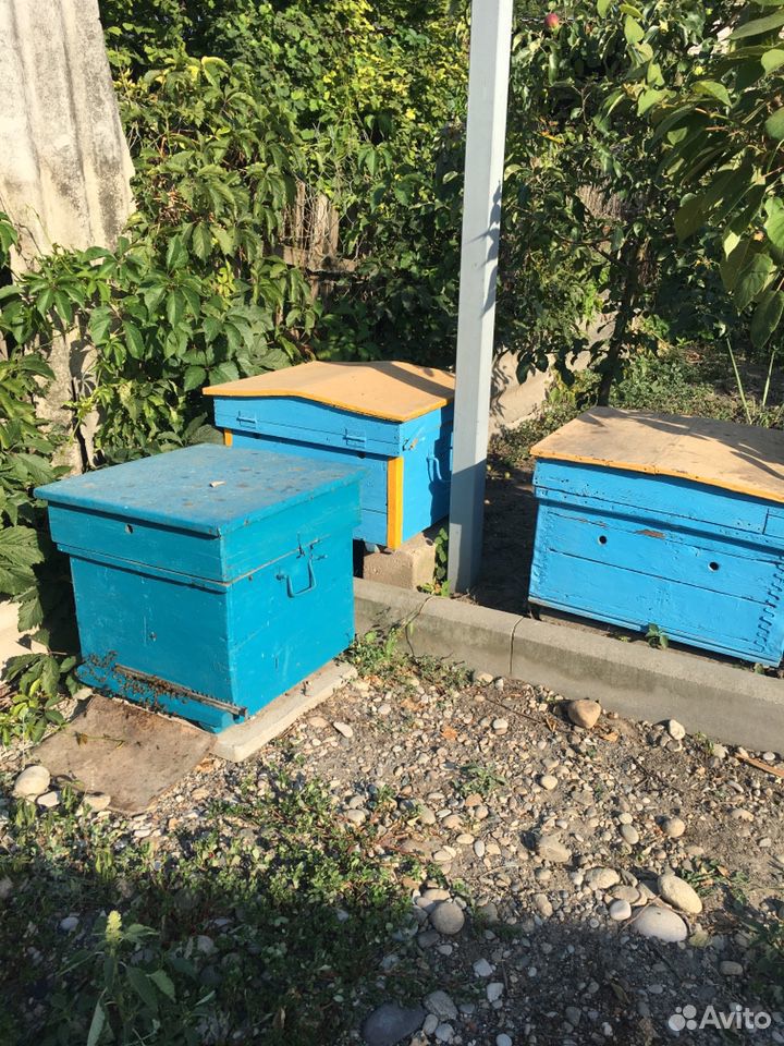 Пчёлы с уликами купить на Зозу.ру - фотография № 1
