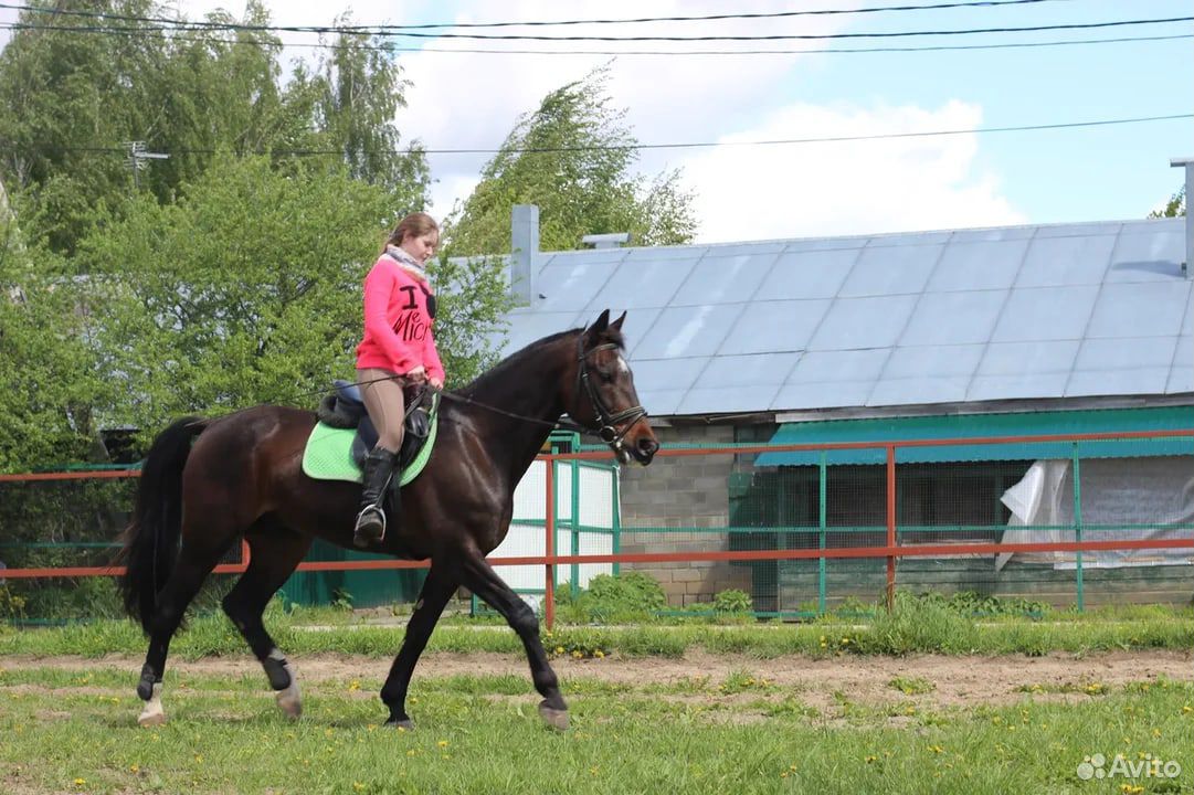 Аренда лошади купить на Зозу.ру - фотография № 2