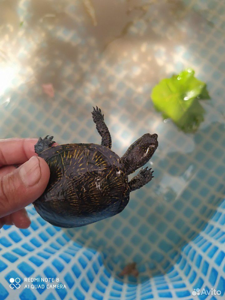 Черепаха болотная купить на Зозу.ру - фотография № 3