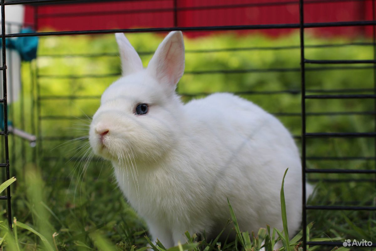 Белый карликовый кролик купить на Зозу.ру - фотография № 2