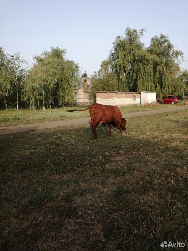 Корова купить на Зозу.ру - фотография № 8