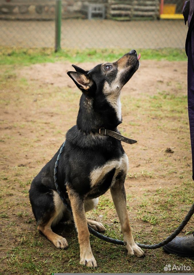 Молодая собачка среднего размера купить на Зозу.ру - фотография № 9