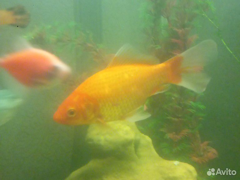 Золотая Рыбка купить на Зозу.ру - фотография № 4