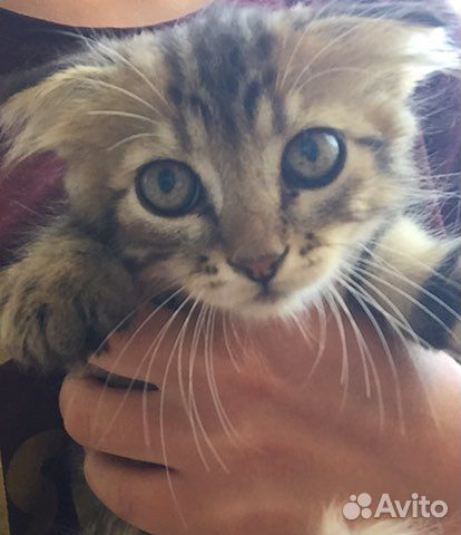 Вислоухий котенок в добрые руки купить на Зозу.ру - фотография № 1