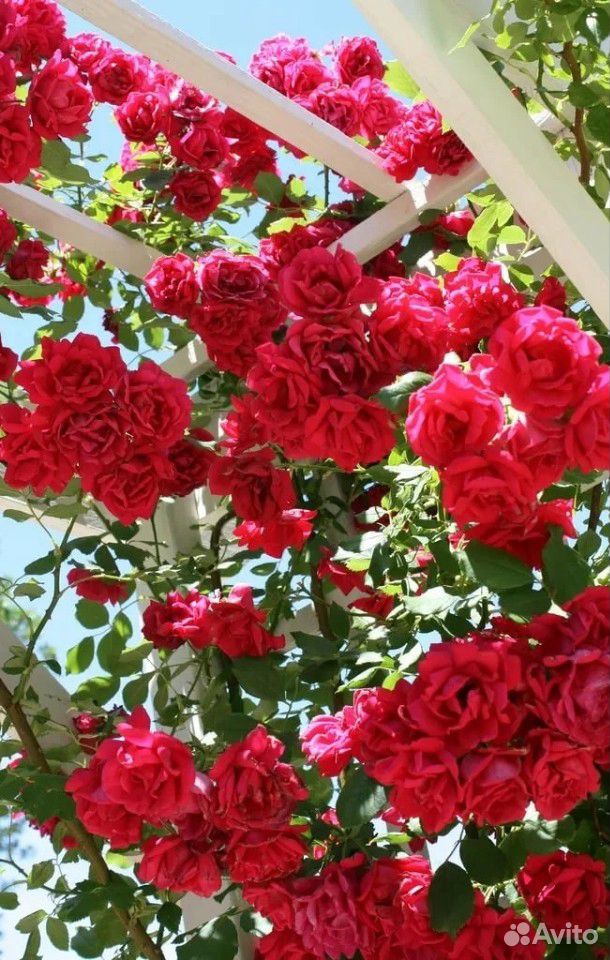 Плетистая роза (Красная набивная) купить на Зозу.ру - фотография № 3