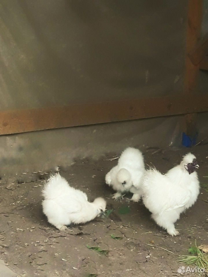 Инкубационное яйцо китайских курочек купить на Зозу.ру - фотография № 1