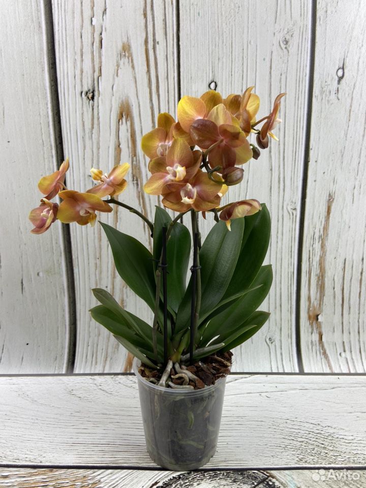 Орхидея фаленопсис лас Вегас купить на Зозу.ру - фотография № 3