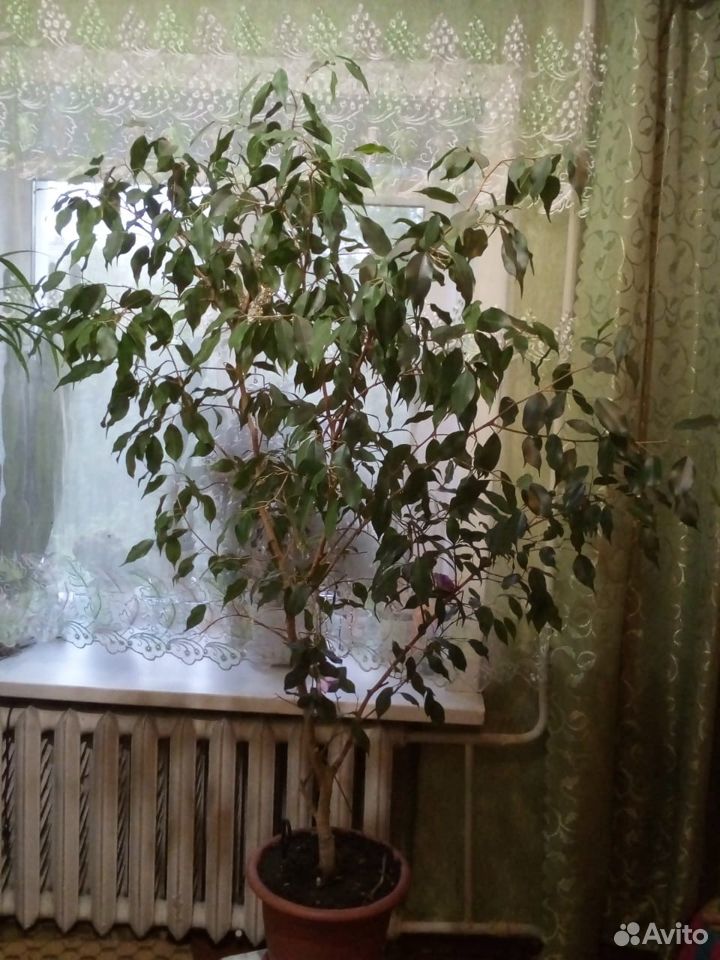 Цветы и растения в горшках купить на Зозу.ру - фотография № 1