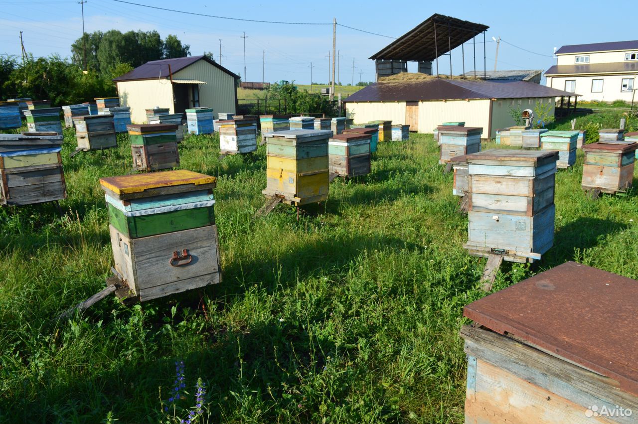 Продам цветочный мёд с личной пасеки купить на Зозу.ру - фотография № 10