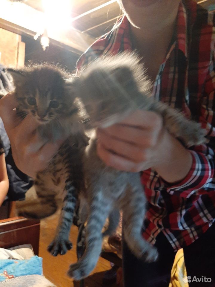 Два котенка купить на Зозу.ру - фотография № 1