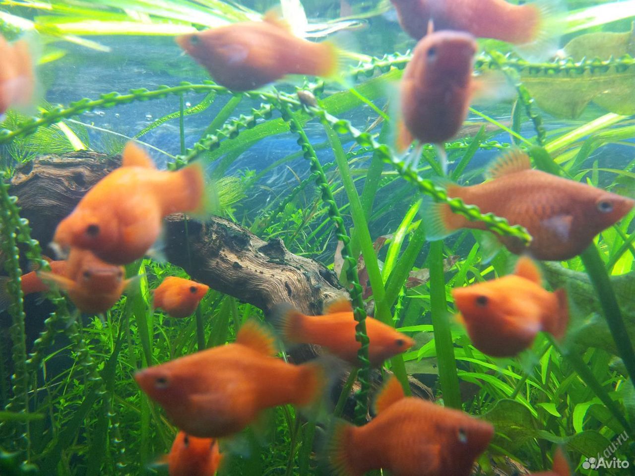 Пецилии аквариумные рыбки в аквариуме