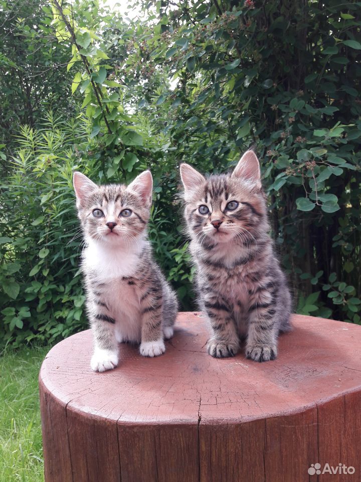 Очаровательные котята симпотяшки купить на Зозу.ру - фотография № 2