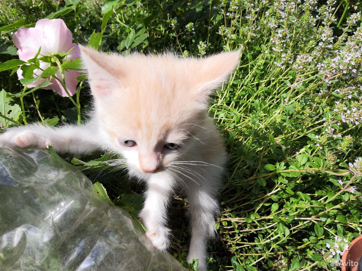 Котенок Том, 1,5 месяца купить на Зозу.ру - фотография № 2