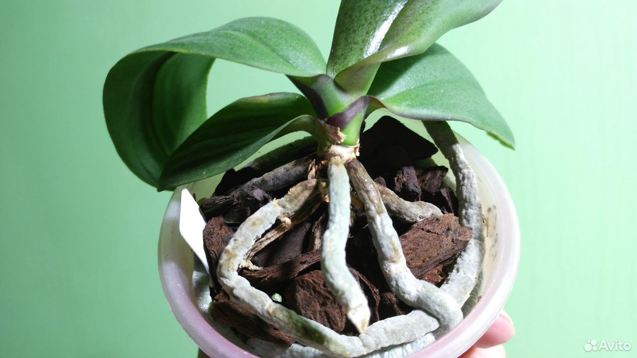 Орхидея Phal.Mei Dar Prince "King" купить на Зозу.ру - фотография № 3