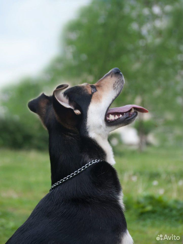 Барни-собака-компаньон, всего 1,5 года купить на Зозу.ру - фотография № 5