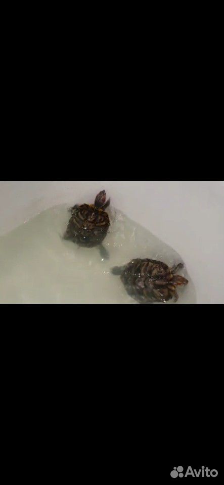 Черепахи и аквариум купить на Зозу.ру - фотография № 3