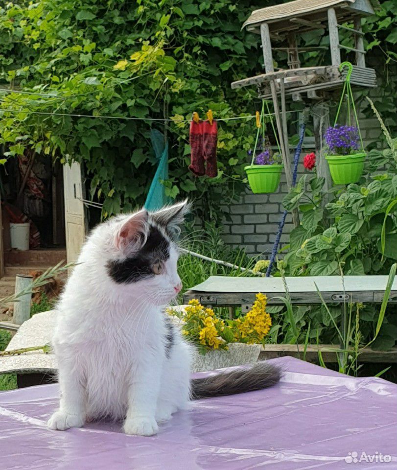 Котята в дар купить на Зозу.ру - фотография № 2