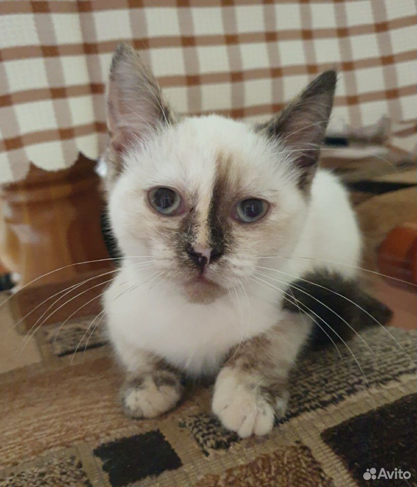 Котенок девочка 3 месяца купить на Зозу.ру - фотография № 1