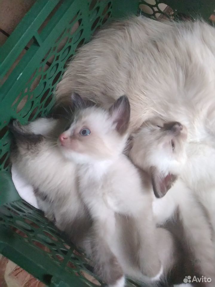 Сиамские котята (тайские) купить на Зозу.ру - фотография № 8