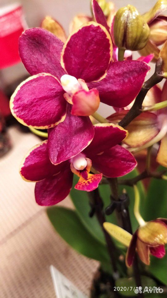 Орхидея фаленопсис мини Эсме купить на Зозу.ру - фотография № 1