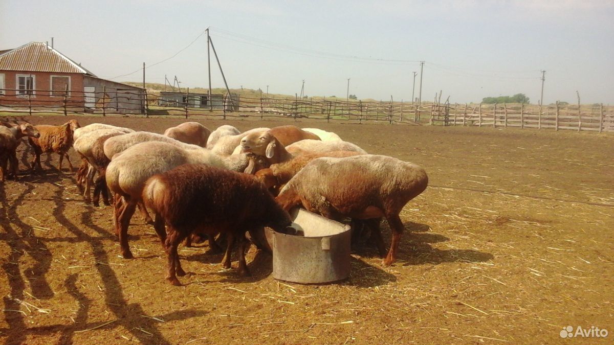Баран овцы купить на Зозу.ру - фотография № 8