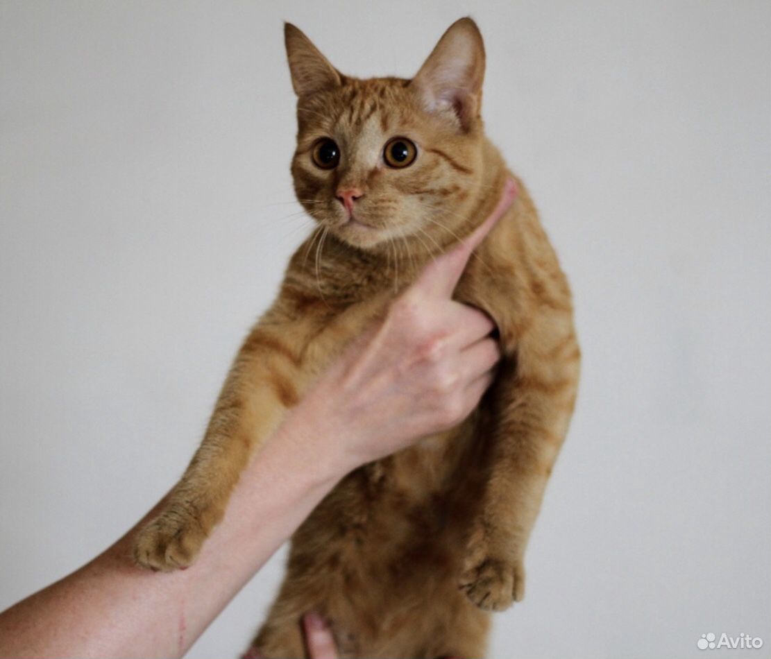 Котик, возраст около года купить на Зозу.ру - фотография № 1