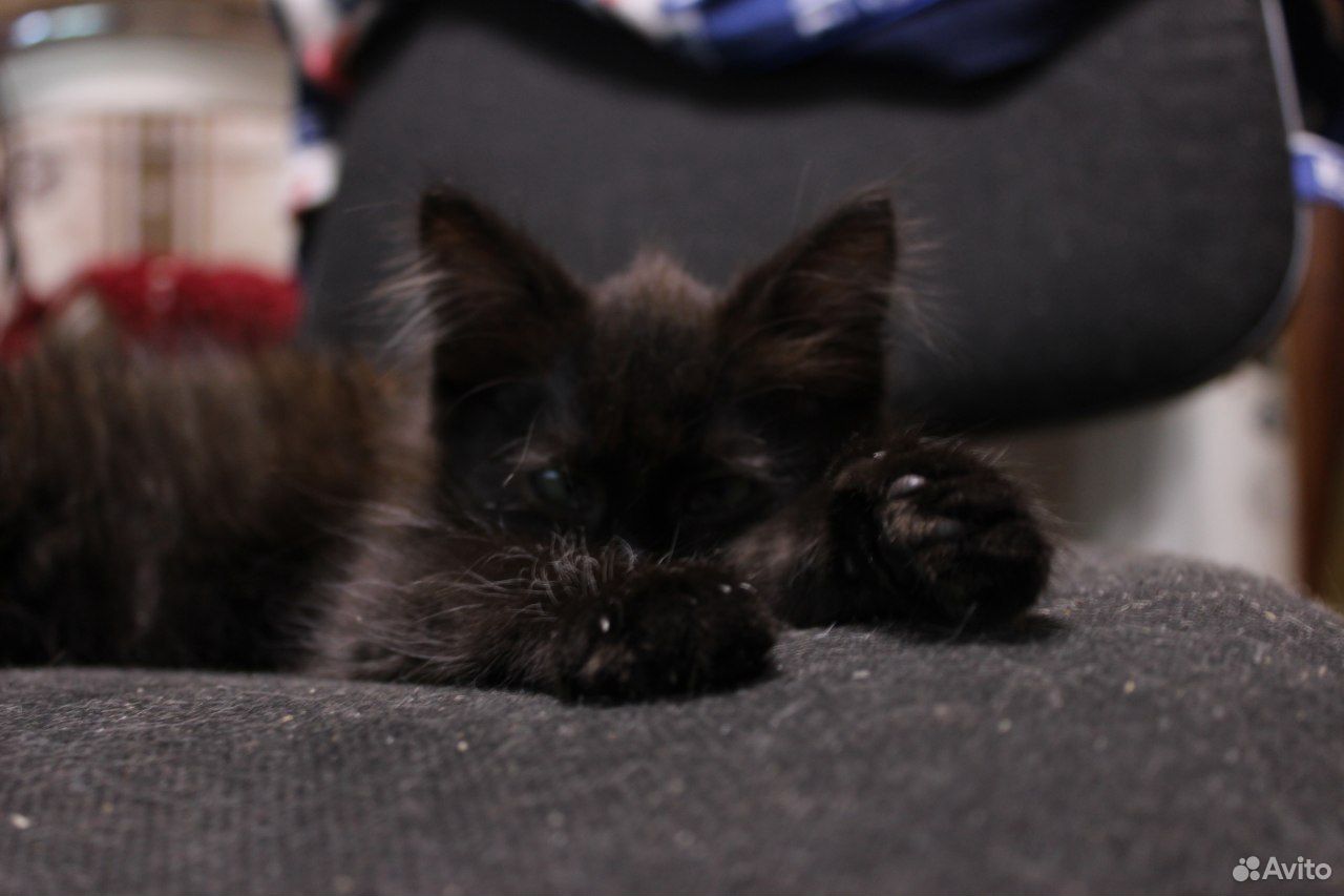 Отдам черного котенка купить на Зозу.ру - фотография № 1