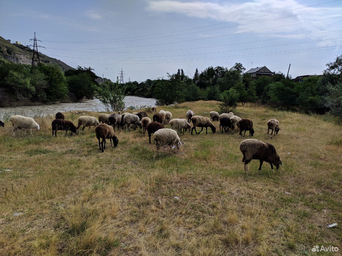 Овцы, Баран, Барашки купить на Зозу.ру - фотография № 6
