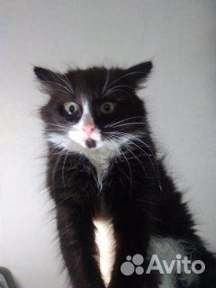 Котёнок, пушистый, 3 месяца. Чёрно-белый купить на Зозу.ру - фотография № 3
