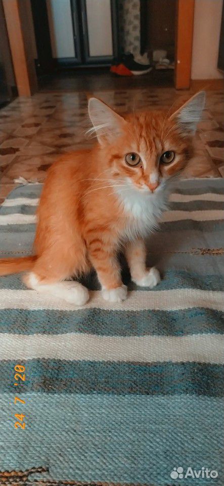 Спасенный котенок ищет дом купить на Зозу.ру - фотография № 2