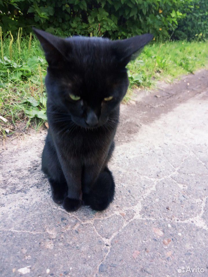 Найден котик купить на Зозу.ру - фотография № 3