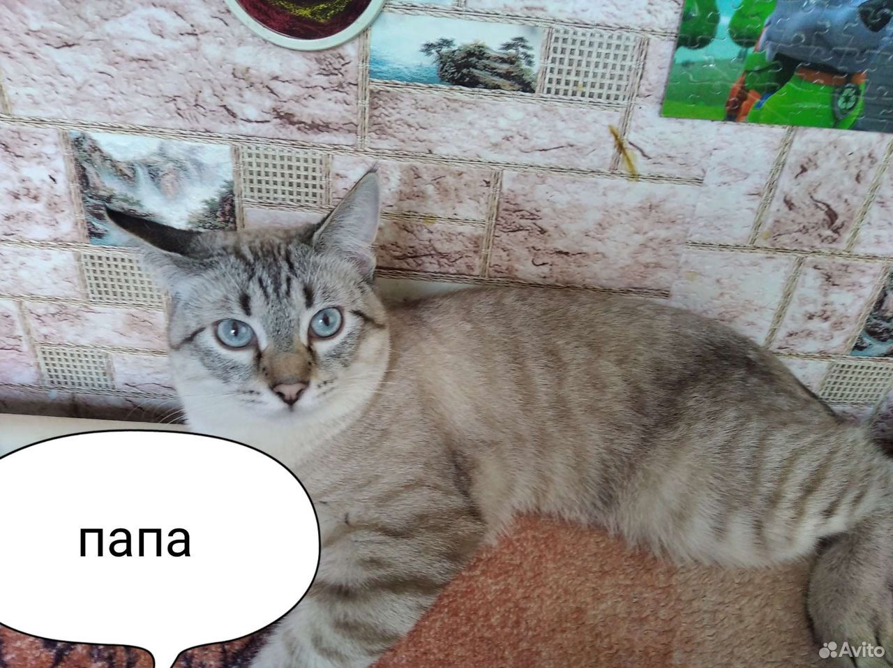 Тайские котятки 1.5 месяца купить на Зозу.ру - фотография № 4