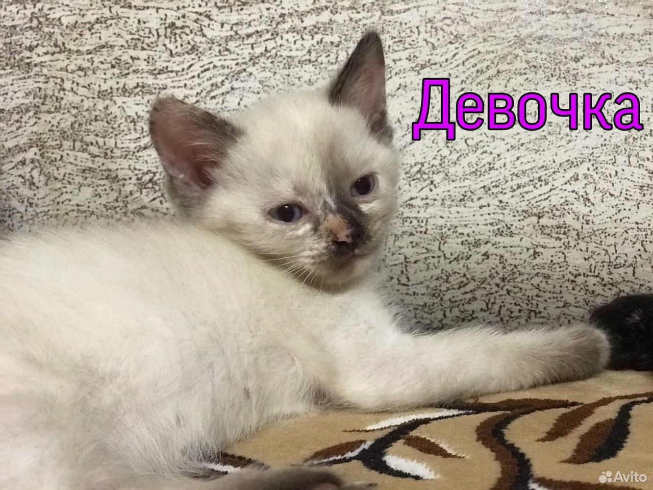 Котята котята купить на Зозу.ру - фотография № 1