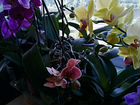 Орхидея-фаленопсис объявление продам