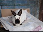 Кролики породистые объявление продам