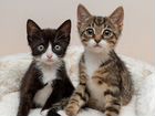 Милые котята ищут новый дом:3 объявление продам