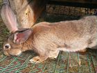 Кролики фландер объявление продам