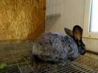 Кролики породы Полтавское серебро объявление продам