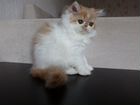 Экзотический длинношерстный котенок объявление продам