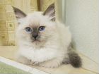 Котята Сибирские маскарадные объявление продам