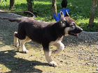 Элитные щенки восточно-европейской овчарки объявление продам