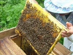 Пчелосемьи на высадку