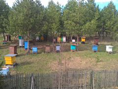 Пчёлы, пчелосемьи карпатской породы
